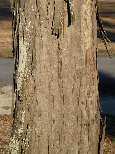 {Carya ovata}